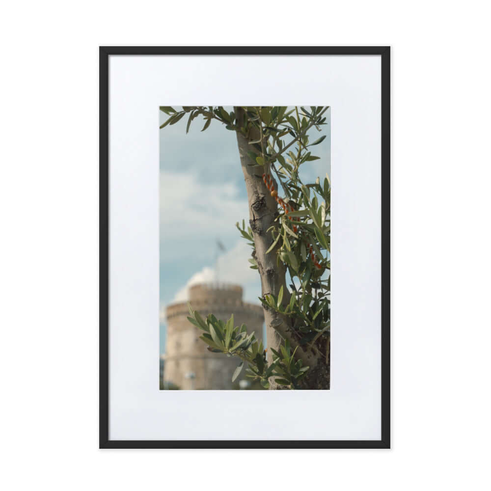 Olive tree, White tower Thessaloniki