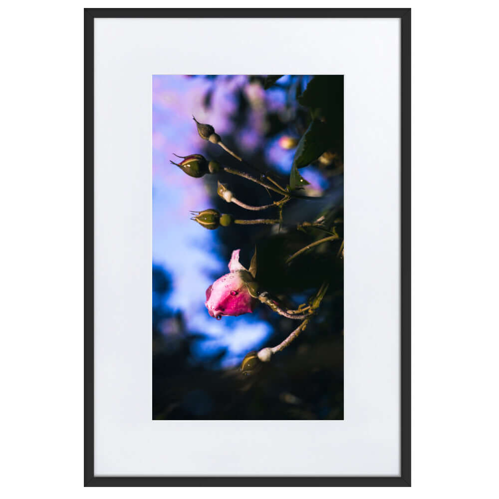 Pink rose raindrop