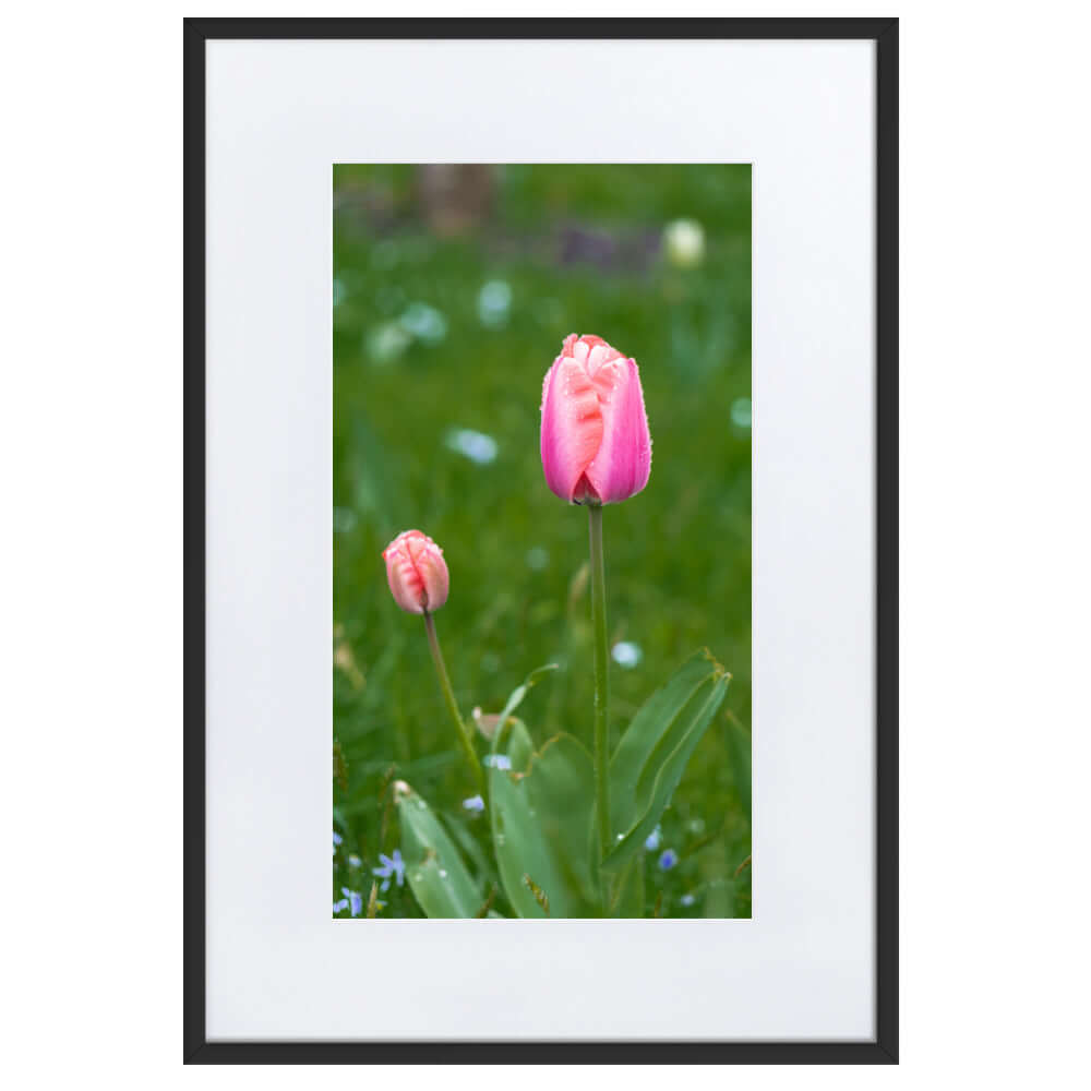 Pink tulips