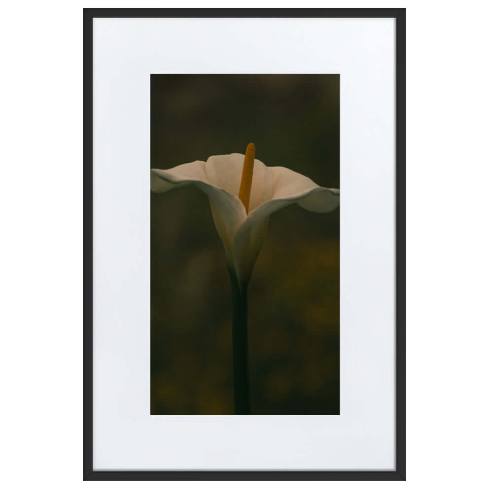 White Calla Lily flower