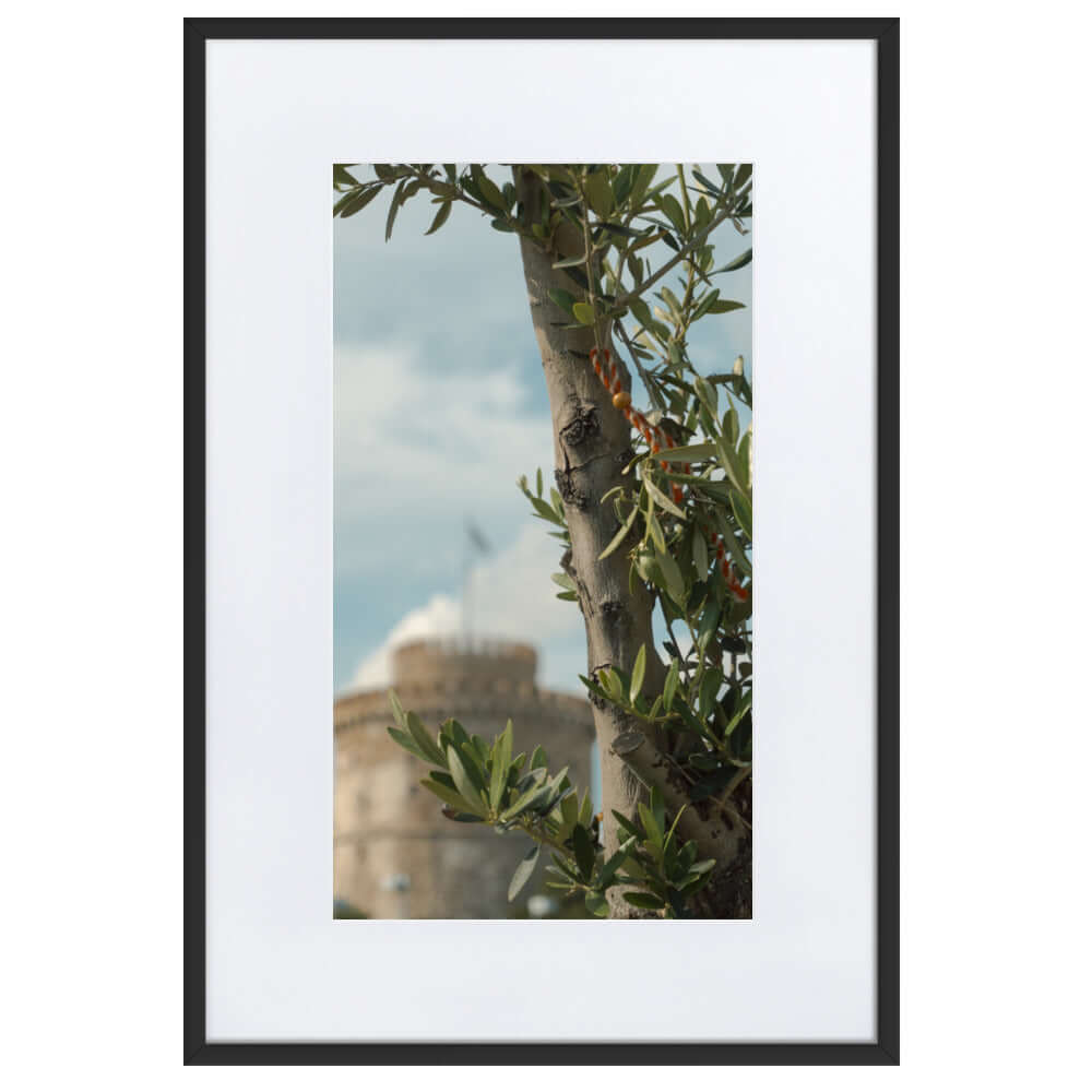 Olive tree, White tower Thessaloniki