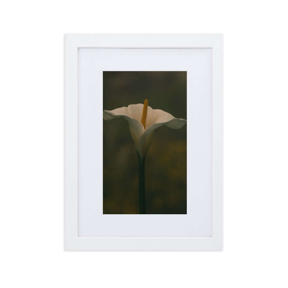 White Calla Lily flower