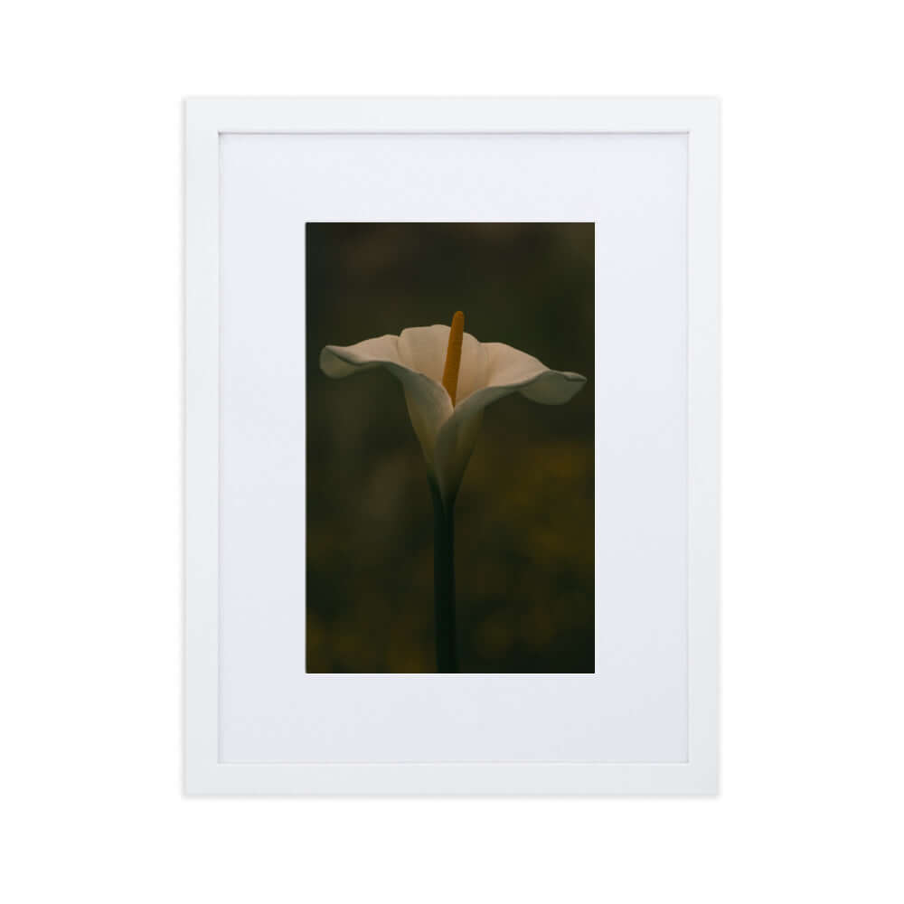 White Calla Lily flower