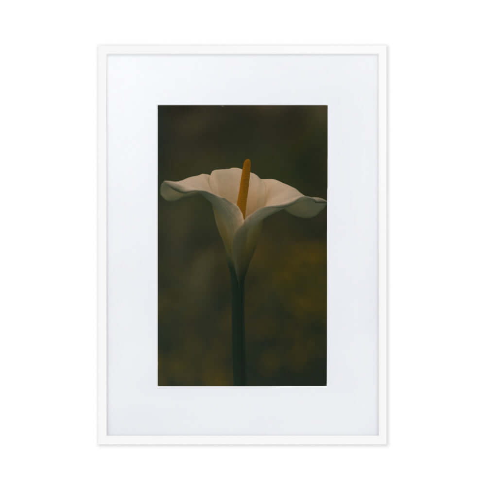 White Calla Lily flower