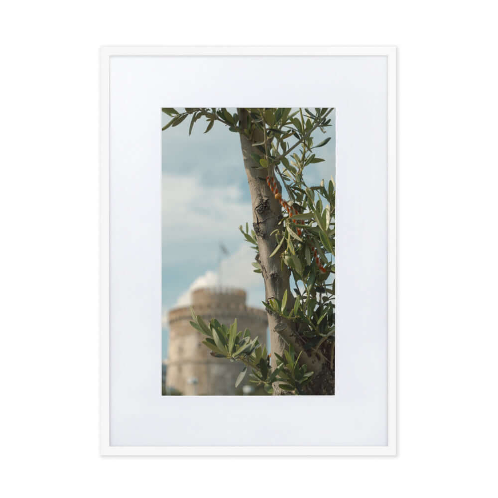 Olive tree, White tower Thessaloniki