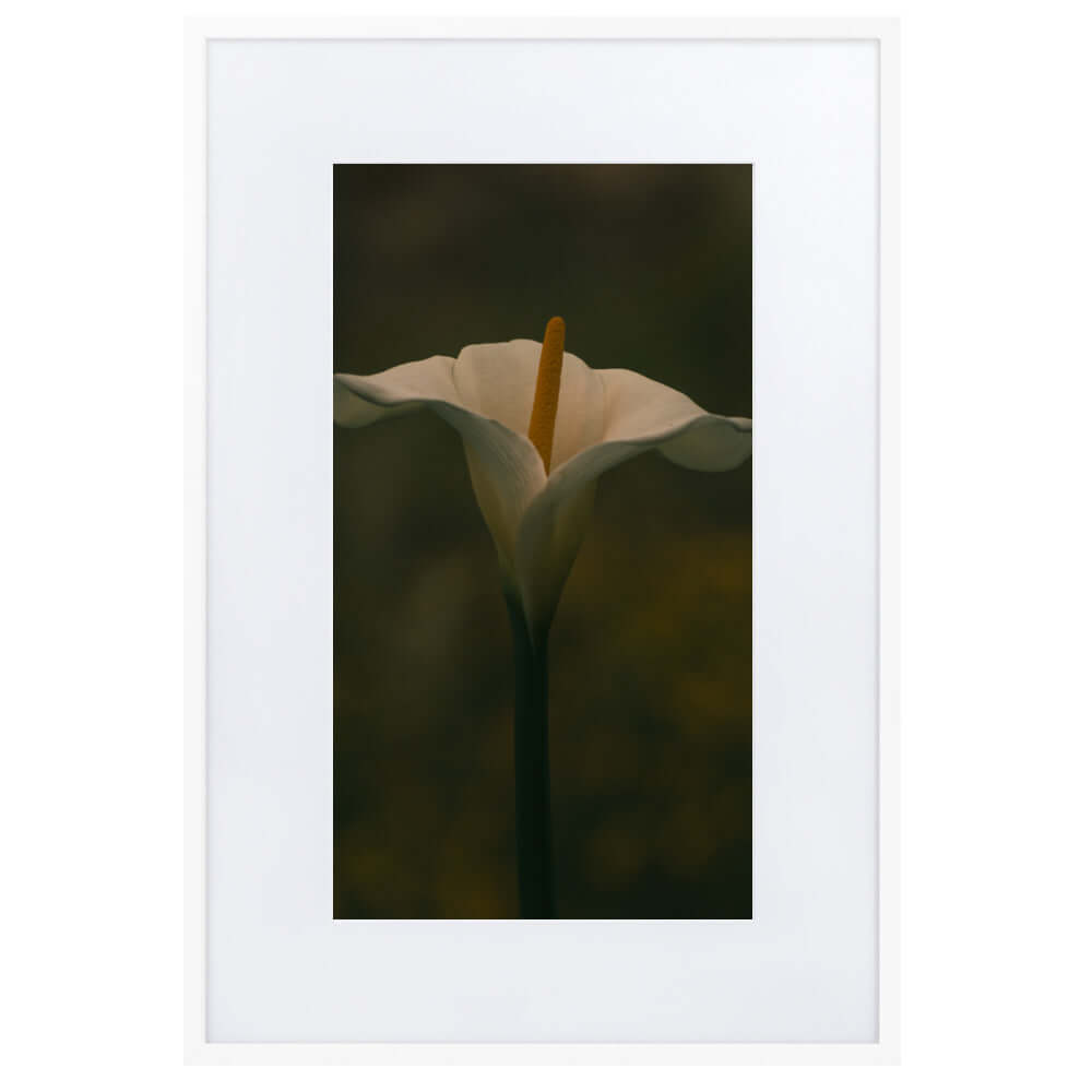 White Calla Lily flower