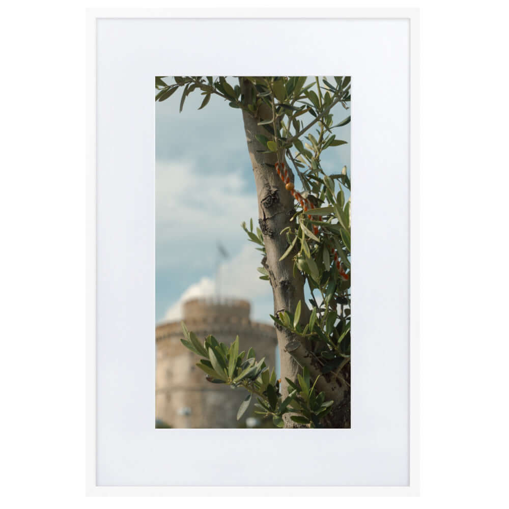 Olive tree, White tower Thessaloniki