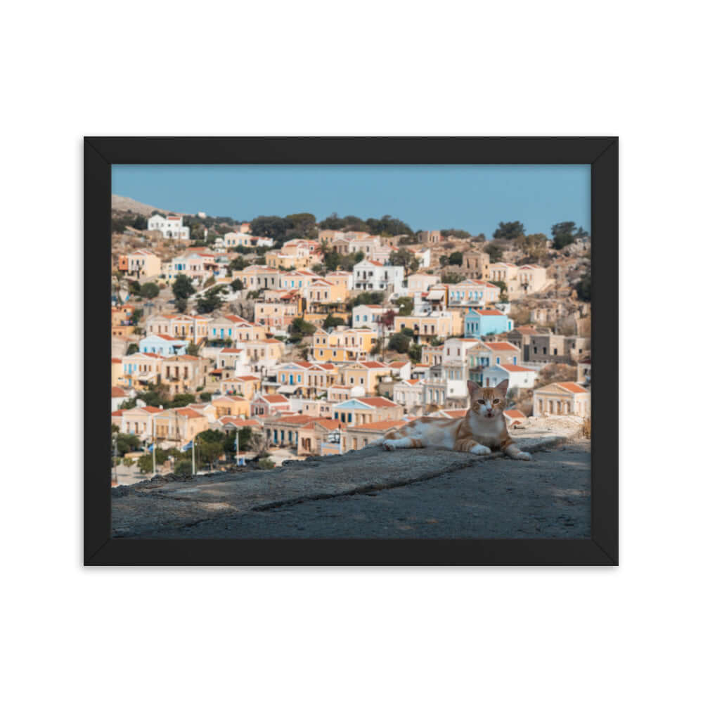 Cat at Symi island Greece