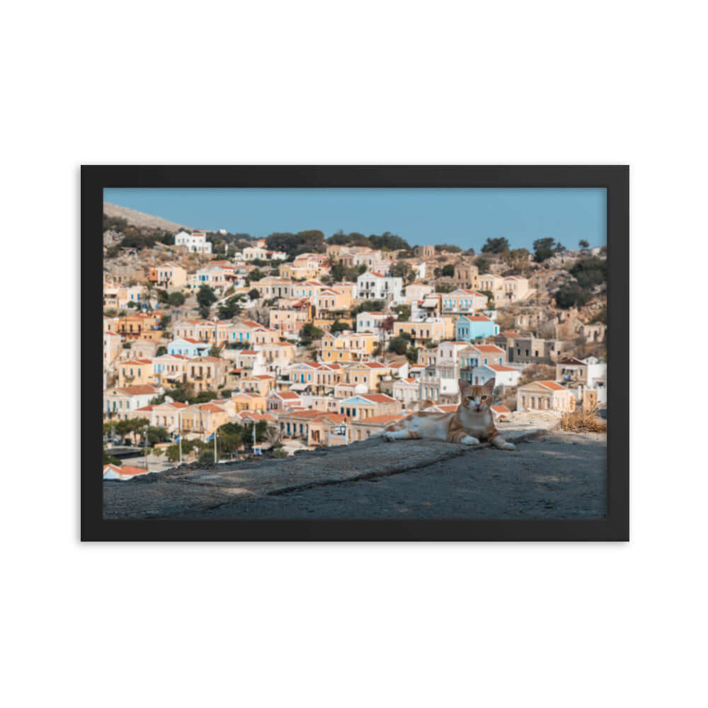 Cat at Symi island Greece