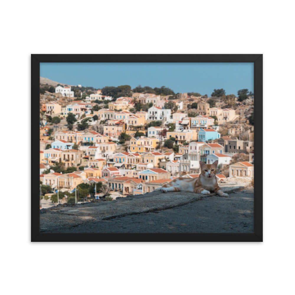 Cat at Symi island Greece