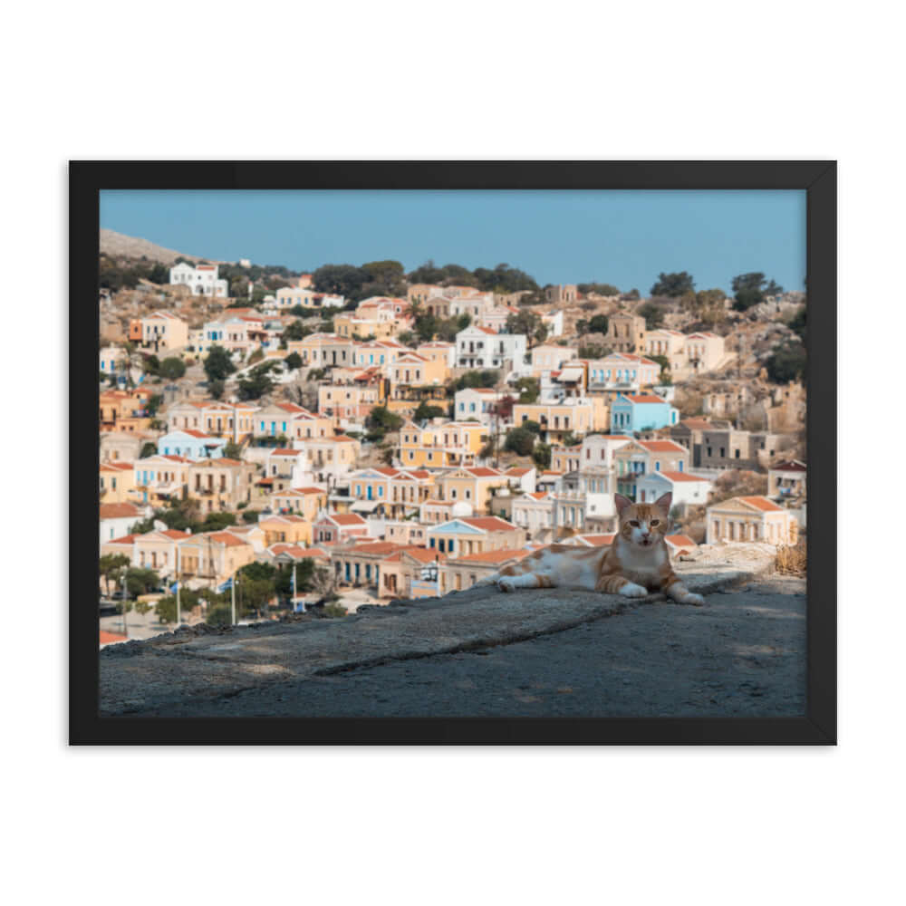 Cat at Symi island Greece