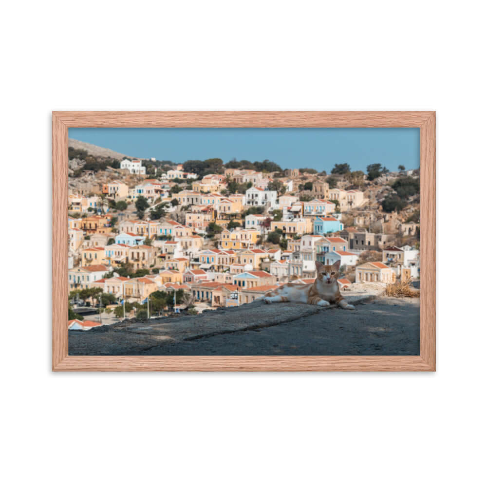 Cat at Symi island Greece