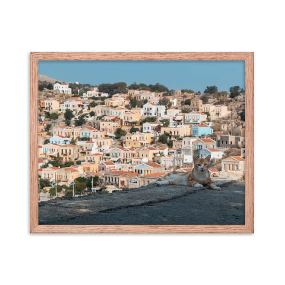 Cat at Symi island Greece