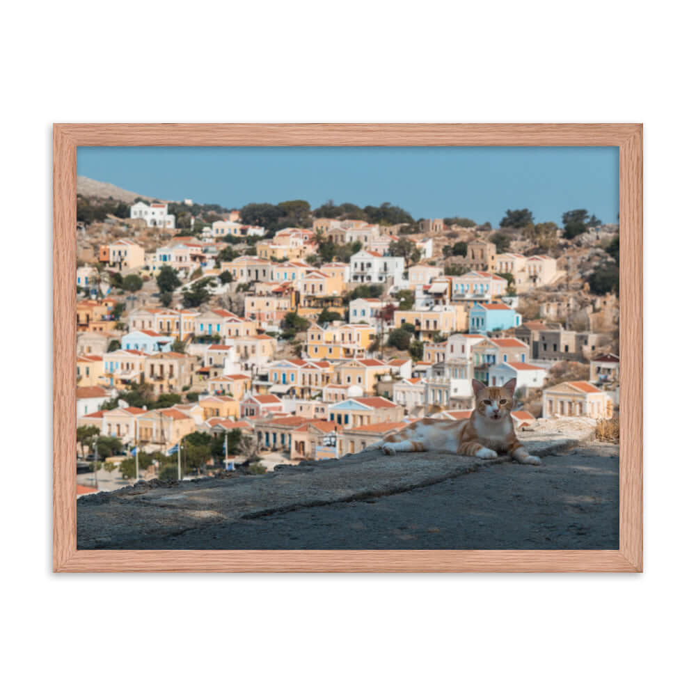 Cat at Symi island Greece