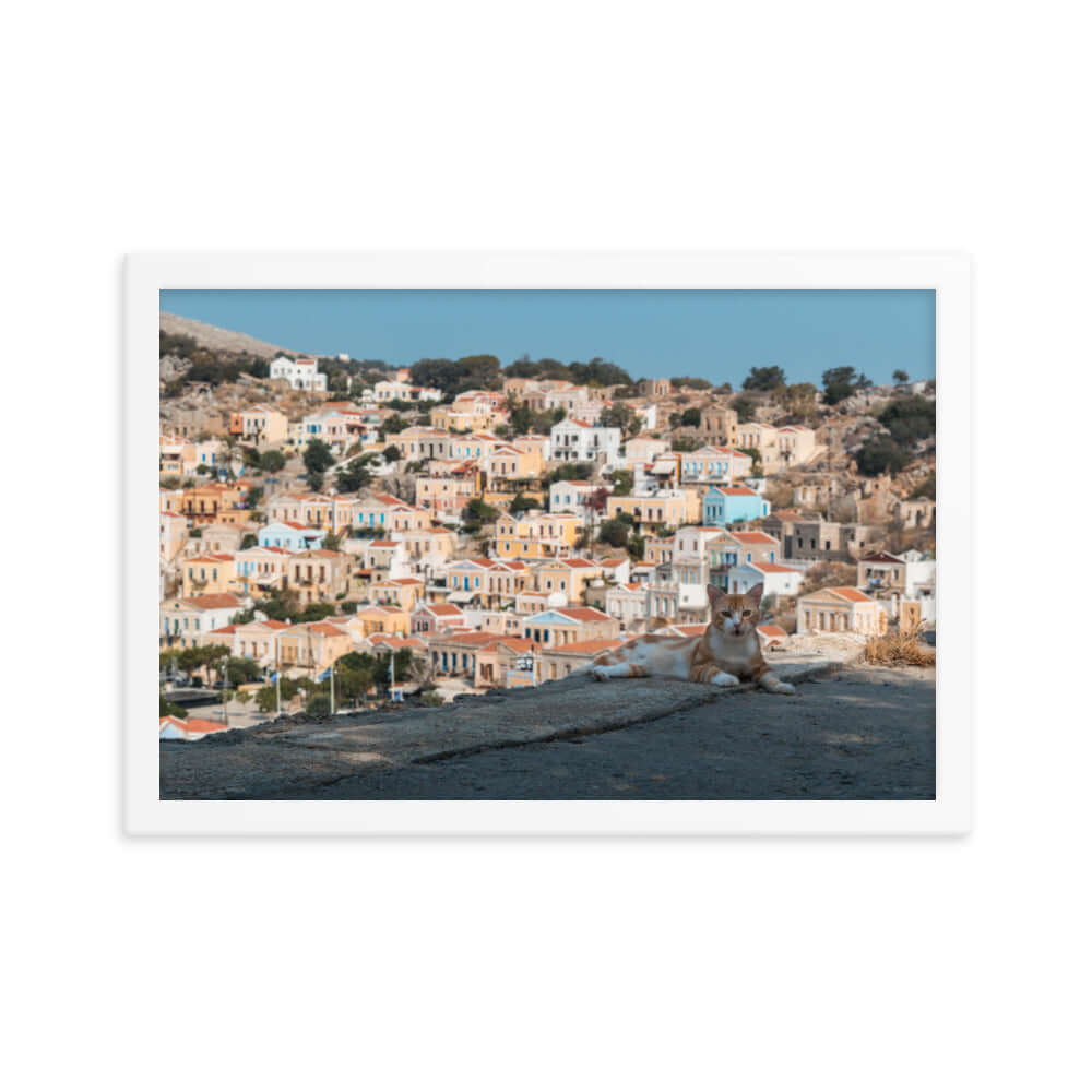 Cat at Symi island Greece