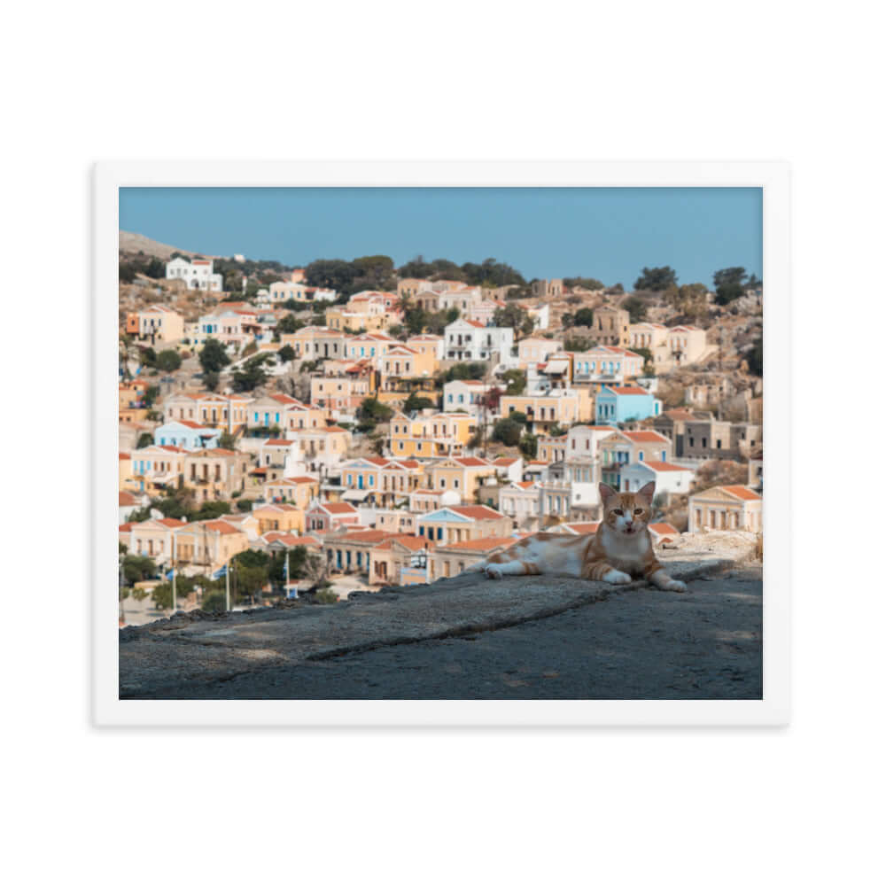 Cat at Symi island Greece