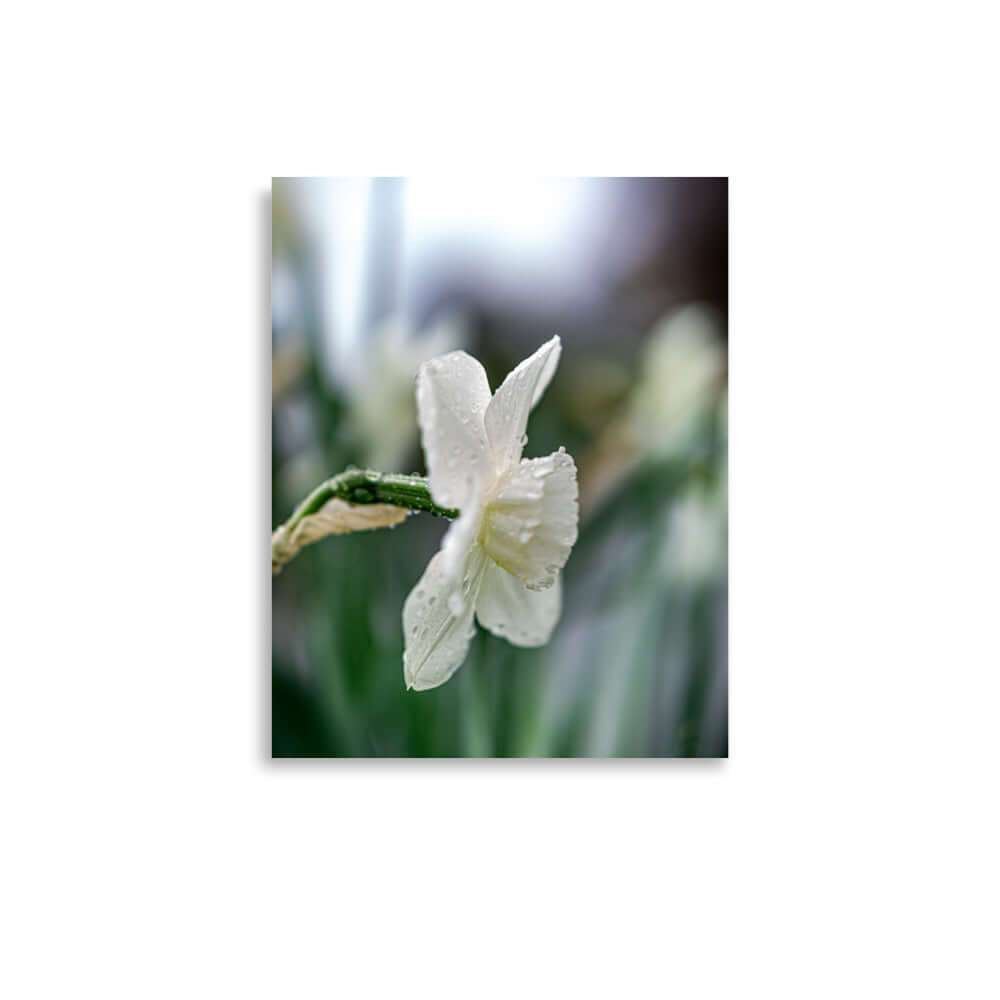 White flowers