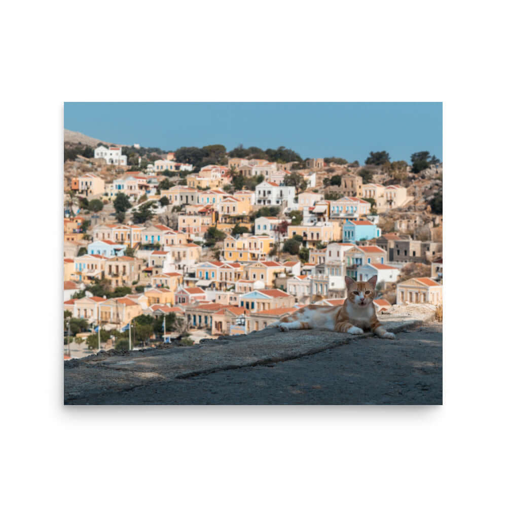 Cat at Symi island Greece