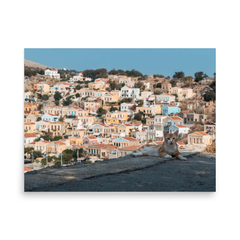 Cat at Symi island Greece