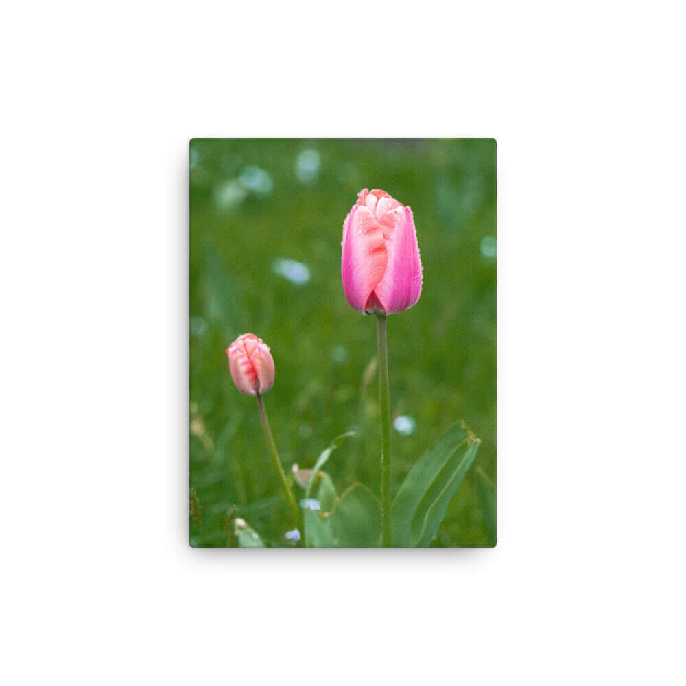 Pink tulips