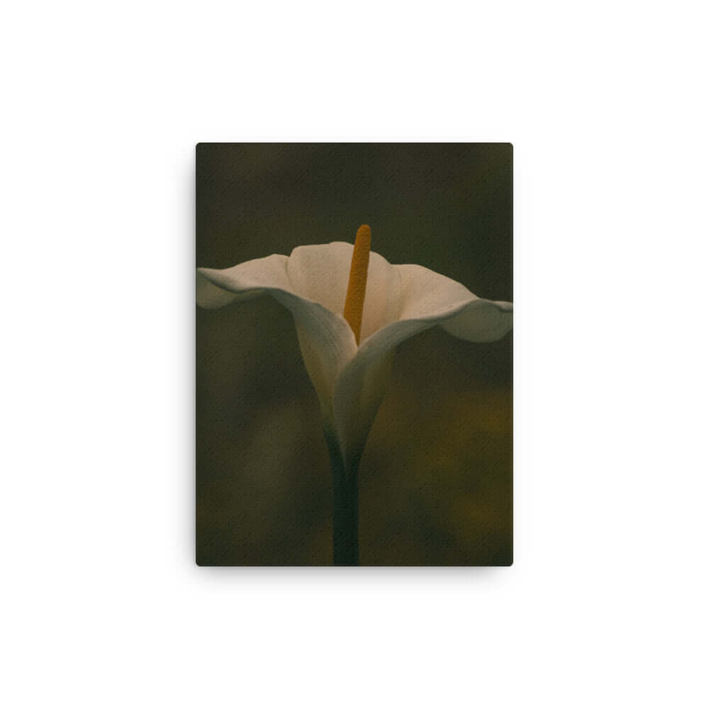 White Calla Lily flower