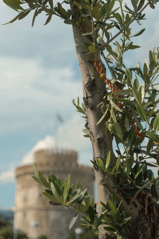 Olive tree, White tower Thessaloniki