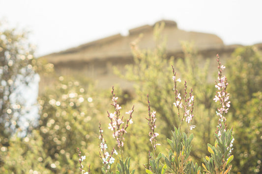 Flowers in front of Ancient Greek temple