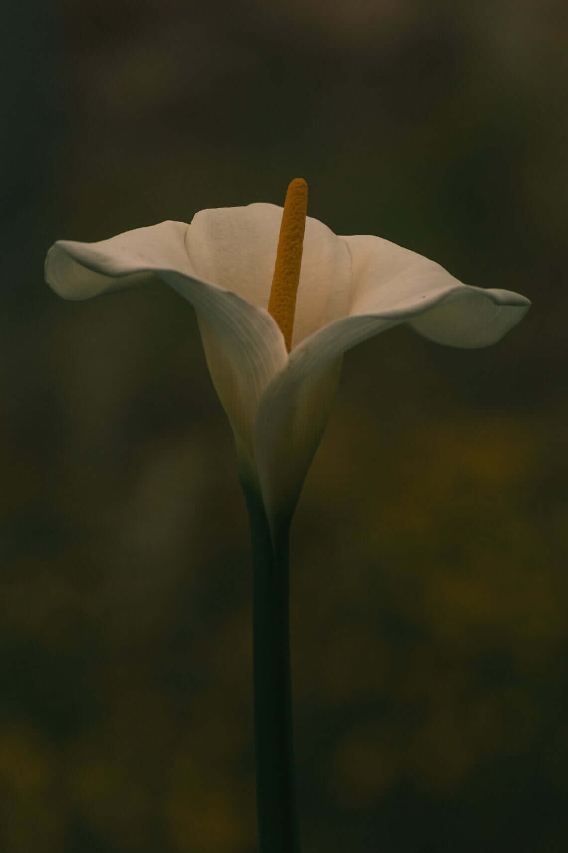 White Calla Lily flower