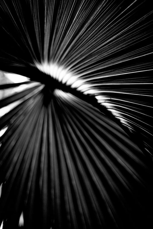 Black and white plant leaf