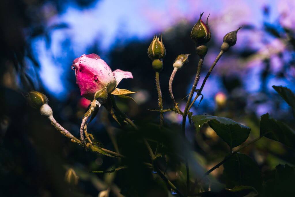 Pink rose with raindrops - Galatea Georgiou Photography