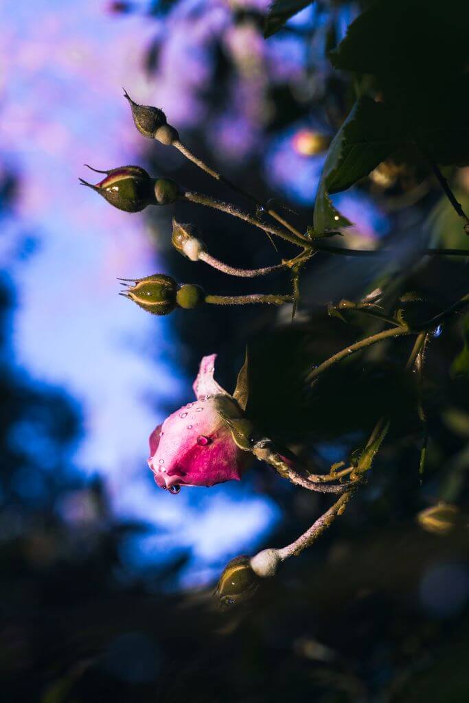 Pink rose with raindrops - Galatea Georgiou Photography