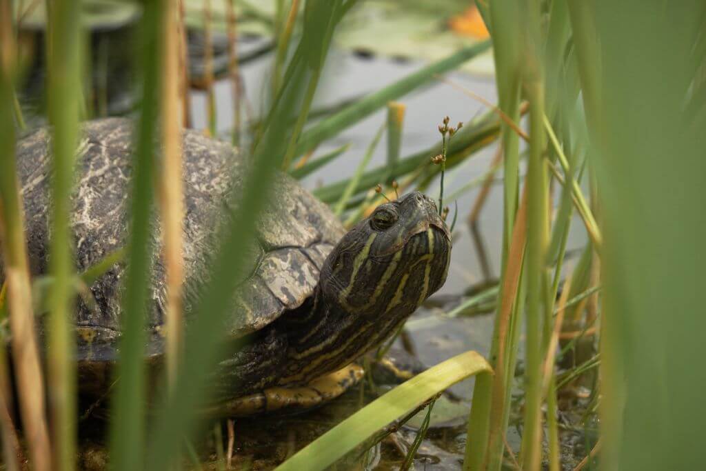 Turtle - Galatea Georgiou Photography