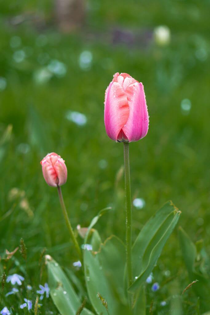 Unframed Photography Print of Pink tulips - Galatea Georgiou Photography